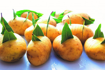 Pommes De Terre Grenailles Au Laurier Pom Lorette